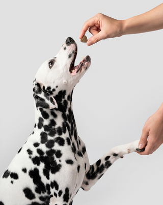 Joint & Bone Support Ergänzungsfuttermittel für Hunde für Gelenke und Knochen Oggo 180 g - 6