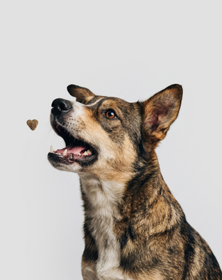 Joint & Bone Support Ergänzungsfuttermittel für Hunde für Gelenke und Knochen Oggo 180 g - 4