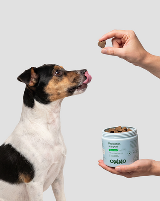 Probiotika für Hunde Ergänzungsfuttermittel für Verdauung und Immunsystem Oggo 180 g - 2