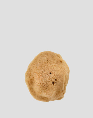 Natürlicher brauner Meeresschwamm 9,5 cm 02F hypoallergen und antibakteriell Hhuumm_3 - 3
