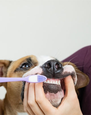 Kokos-Banane Hundezahnpasta neutralisiert Gerüche und entfernt Zahnstein Auna For Fauna 30 ml - 2